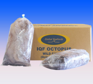 IQF CLEANED WHOLE OCTOPUS